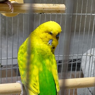 ジャンボセキセイインコ♂7歳の里親様募集