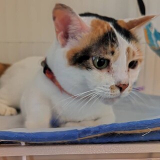 甘えん坊な♪綺麗な♪三毛♪ゆきちゃん