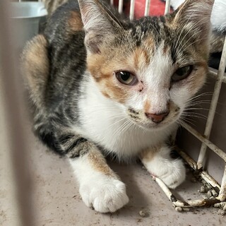 子猫三毛猫3ヶ月ぼ～とした子です。
