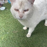 白猫カップル サムネイル3