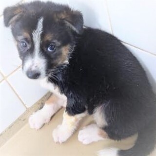 5-3-097◆可愛い子犬◆家族に迎えませんか？