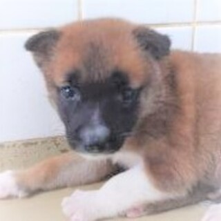 5-3-098◆可愛い子犬◆家族に迎えませんか？