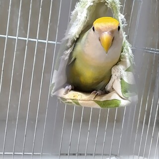 コザクラインコ♀7歳の里親様募集