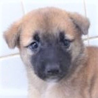 5-3-099◆可愛い子犬◆家族に迎えませんか？