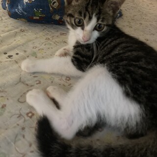 高齢者餌やりさんからレスキュー