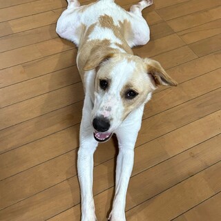 保護犬の里親募集