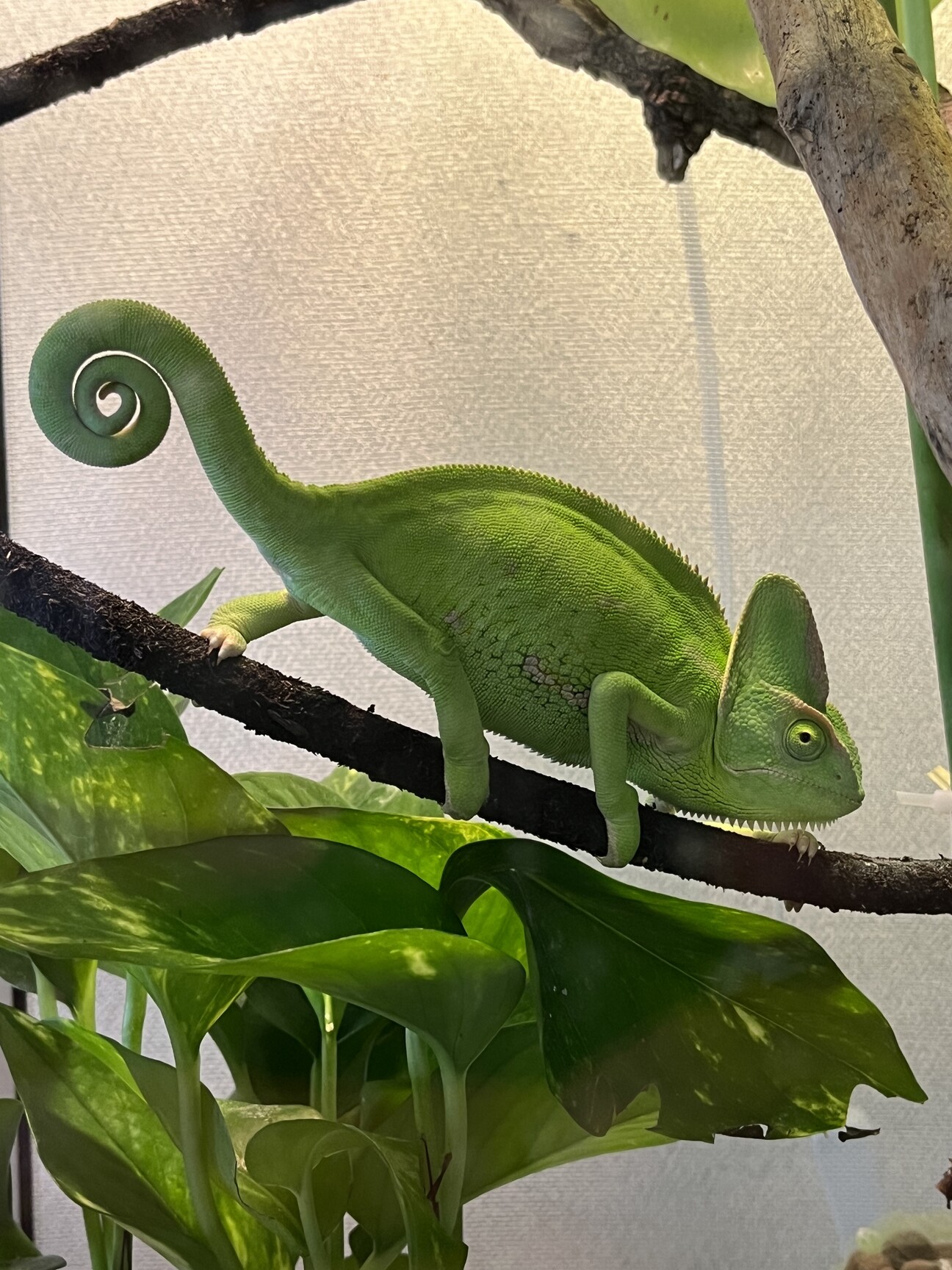 エボシカメレオンのメス、」埼玉県 - 爬虫類・他の里親募集(462042