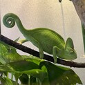 エボシカメレオンのメス、里親さんを募集します。