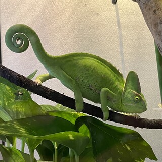 エボシカメレオンのメス、里親さんを募集します。