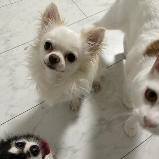 【お申込み多数の為、受付停止中】チワワ②匹