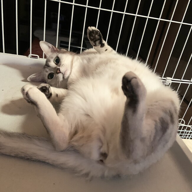 たあ。のカバー写真