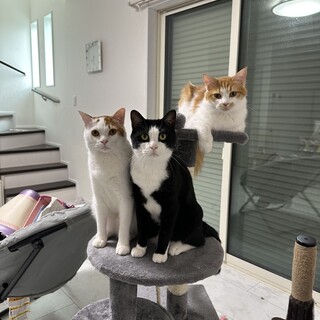 急募⭐︎ハチワレand茶白