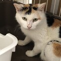 可愛いミケ猫・ふわりちゃん