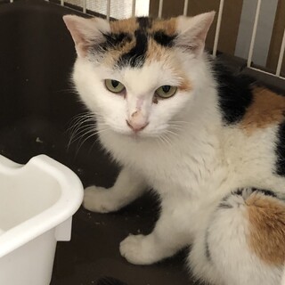 可愛いミケ猫・ふわりちゃん