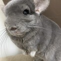 チンチラ バイオレット 2歳