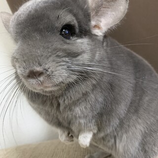 チンチラ バイオレット 2歳