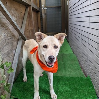 保護犬の里親募集