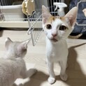 ミルキー毛色の元気玉女子！小梅ちゃん♡