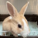 ミニウサギ