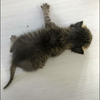 生まれたての仔猫 ミルクっこ