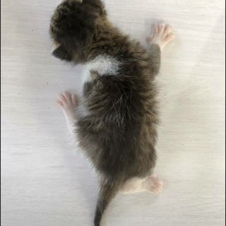 生まれたての仔猫 ミルクっこ