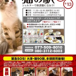 緊急増発！「猫の駅」臨時譲渡会