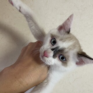 ヒマラヤン風ブルーアイ人慣れした2か月半子猫