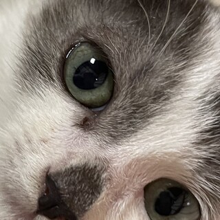 ヘーゼルの瞳　洋猫ミックスグレー白長毛男の子一か月