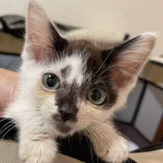 だれとでも仲良くできる洋猫ミックス白長毛二か月