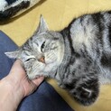 まったりナデナデ大好き、ユニークな性格のムーミン
