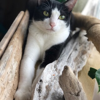 美男子『朝日』里親募集中！