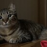 ざこキャラ