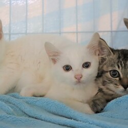 猫の駅～ラブピーキャット譲渡会～ サムネイル2