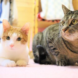 猫の駅～ラブピーキャット譲渡会～ サムネイル3