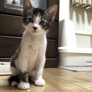 ありがとうございました★可愛い雉白クレヨンちゃん