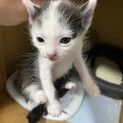 生後3週間くらいの子猫