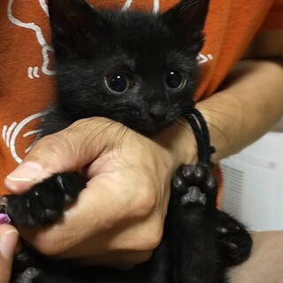 黒猫グルー(家族が決まりました)