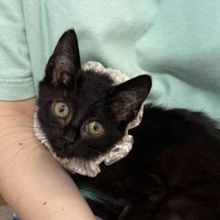 超がつく甘えん坊の黒猫さゆちゃん