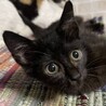 超がつく甘えん坊の黒猫さゆちゃん サムネイル3