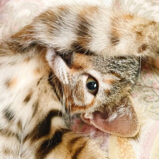 ゴロゴロ言いながらくっついて寝ちゃいます♡リンリン