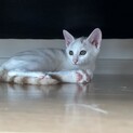 犬も猫も大丈夫、遊ぶの大好き鉄平くん