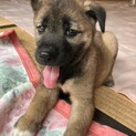健康状態良好・生後２ヶ月おす子犬