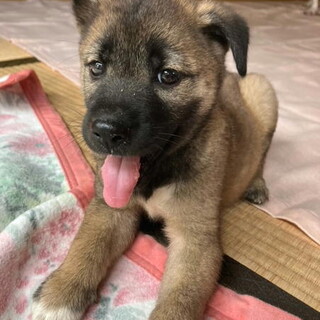 健康状態良好・生後２ヶ月おす子犬