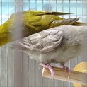 サザナミインコペアの里親様募集