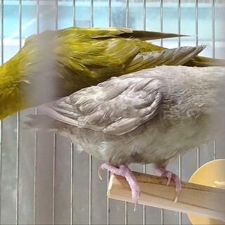 サザナミインコペアの里親様募集