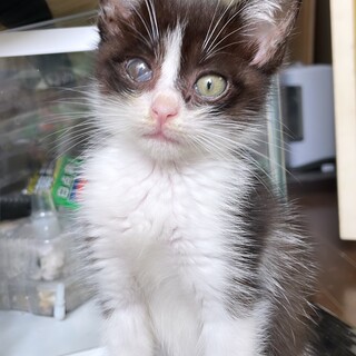 犬とも仲良し♪チョイ♀