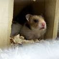 ゴールデンハムスター里親募集　5匹