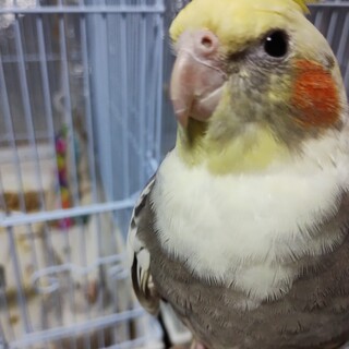 里親決定しました(応募しないでください)