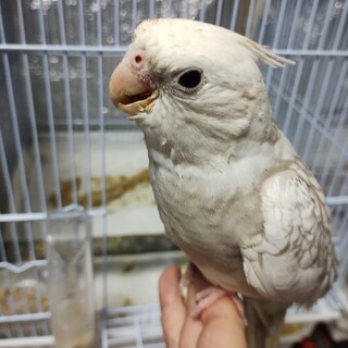 オカメインコ　雛　(急ぎの為早めにお迎えできる方)