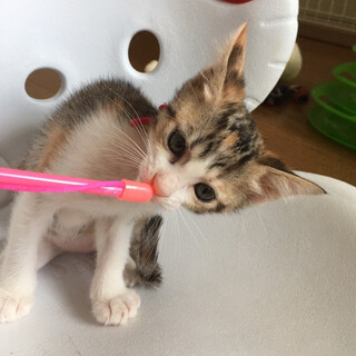 可愛いキジ白三毛縞女の子♡みけな